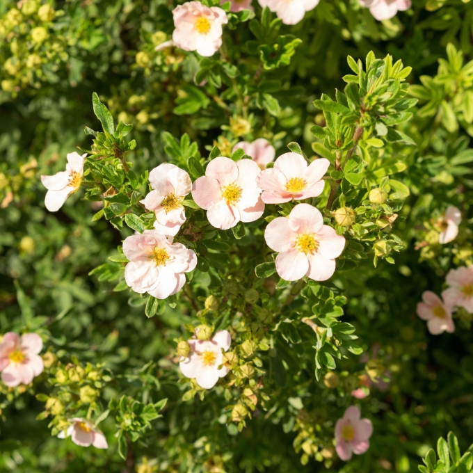 Buskpotentil 'Pink Queen'