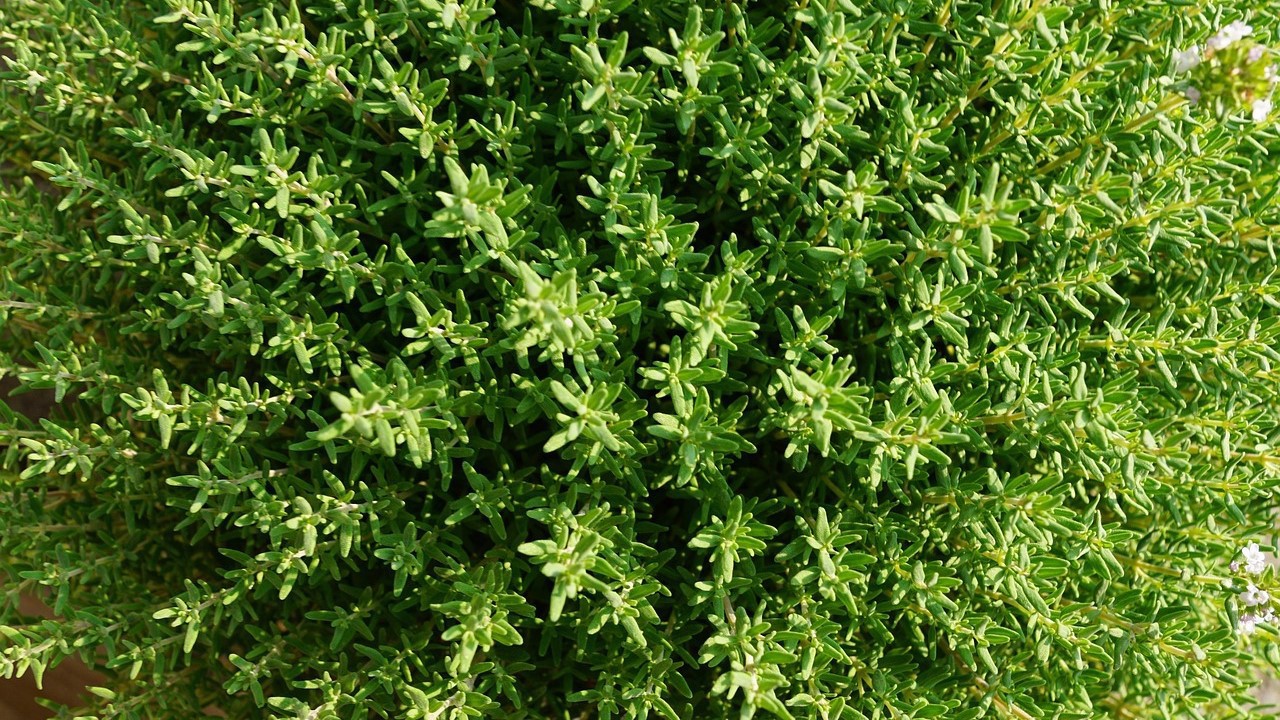 Kryddertimian 'Faustini'