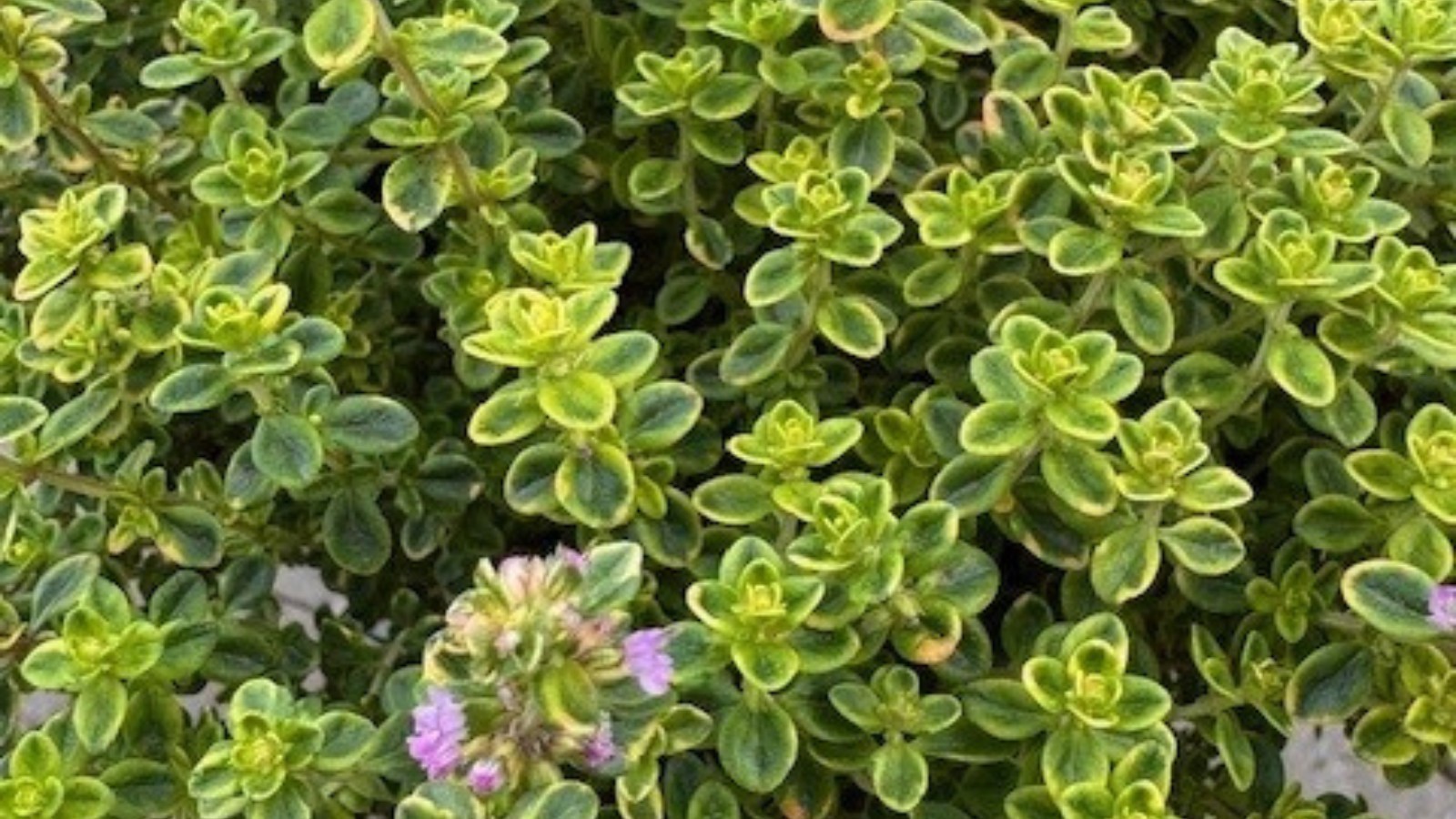 Gulbroget Citrontimian 'Aureus'