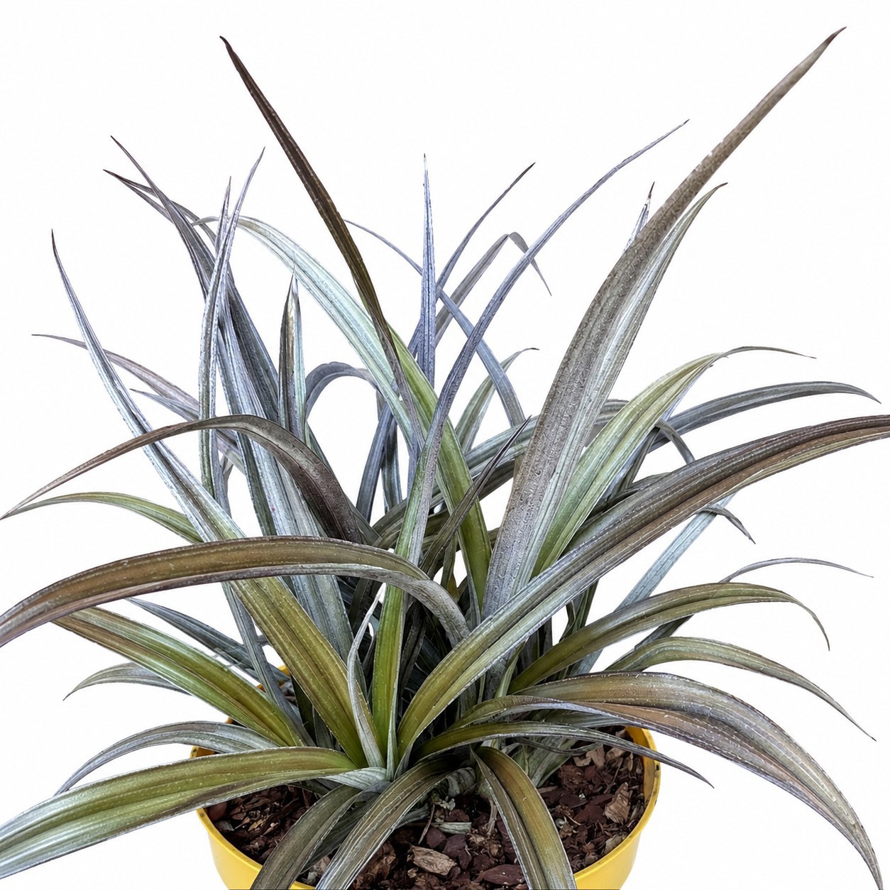 Astelia 'Red Shadow'