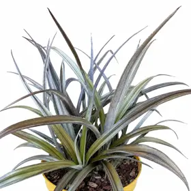 Astelia 'Red Shadow'