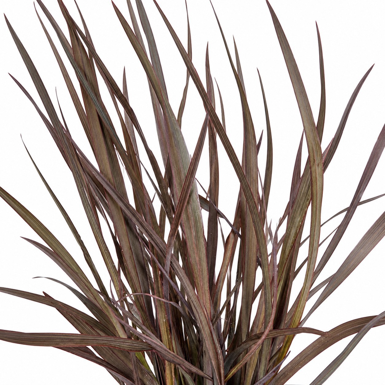 New Zealandsk Hør 'Rubra Nana'