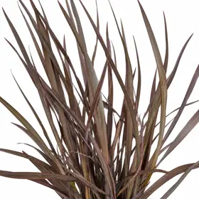 New Zealandsk Hør 'Rubra Nana'