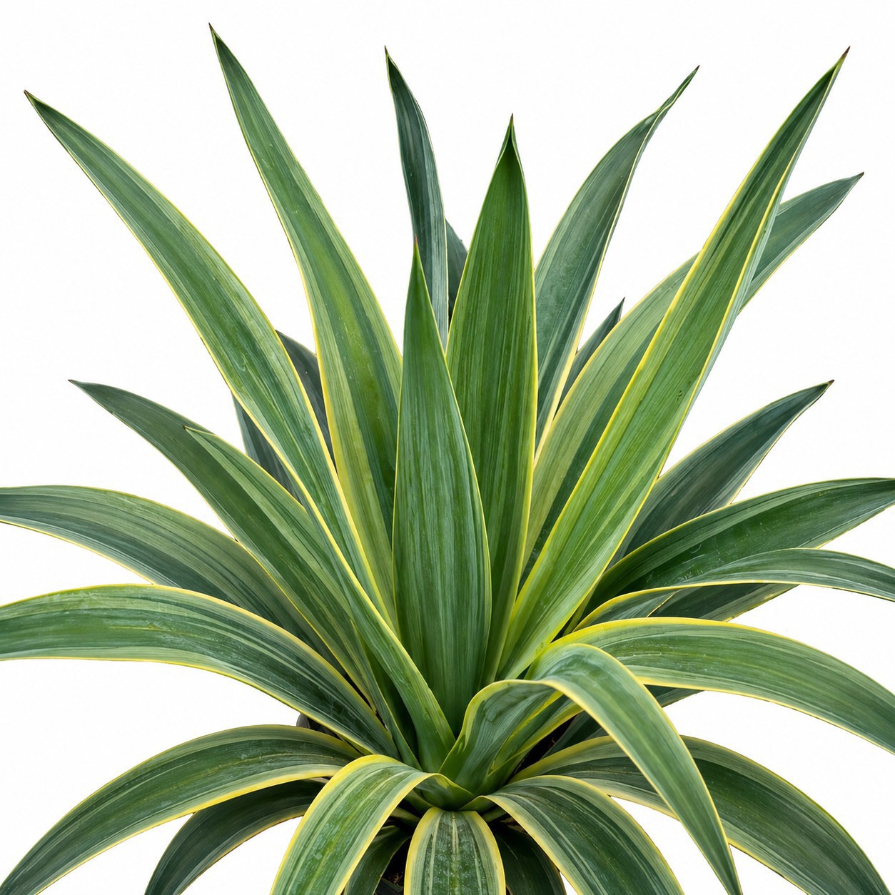 Palmelilje 'Variegata'
