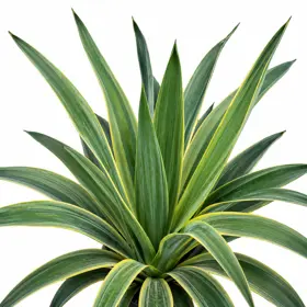 Palmelilje 'Variegata'