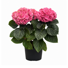 Hortensia (17 cm)