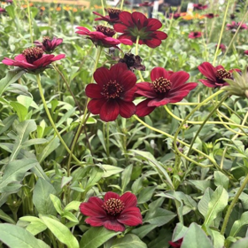 Chokoladeblomst 'Cosmos astro'