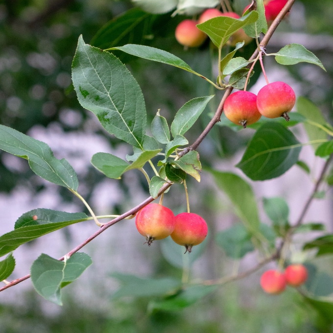 Paradisæble 'Hyslop'