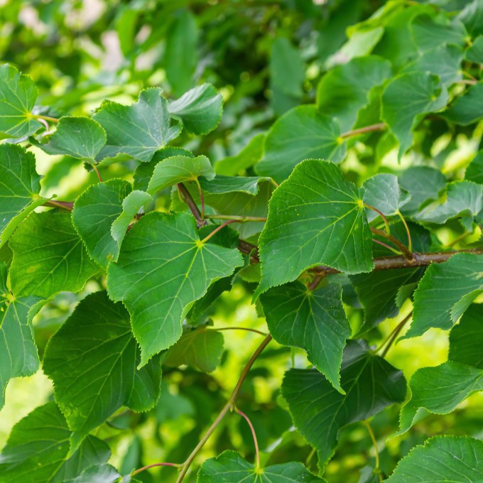 Småbladet Lind 'Greenspire'
