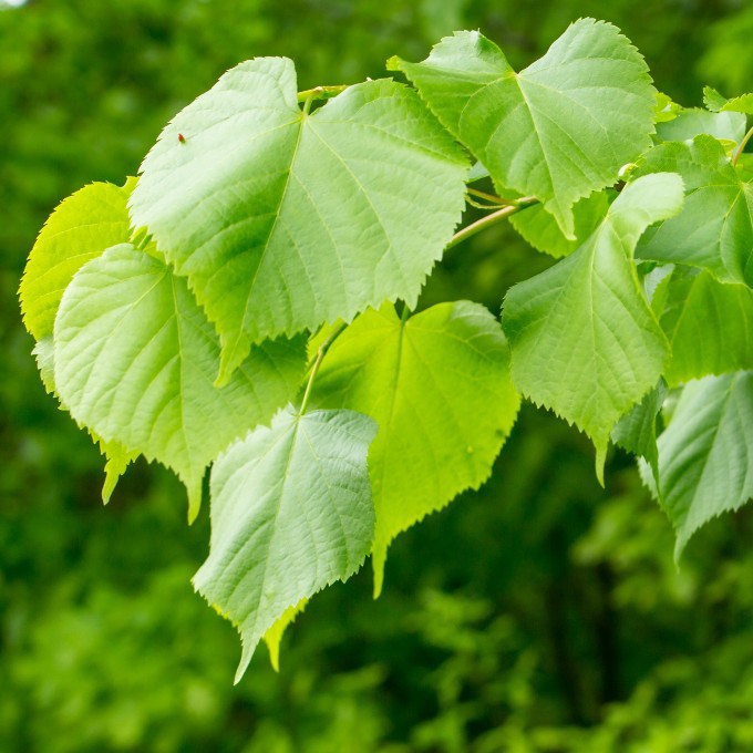 Kejserlind 'Pallida'