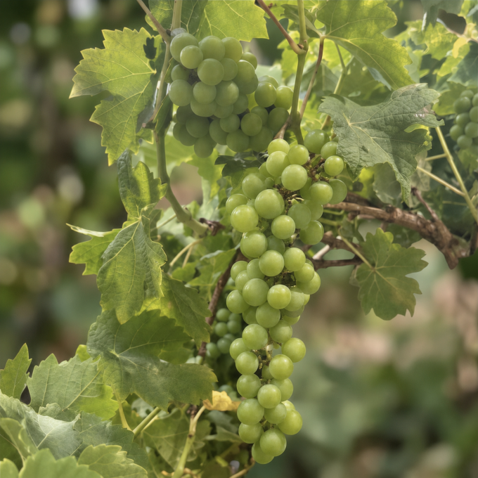 Vindrueplante ‘Cabernet Sauvignon’