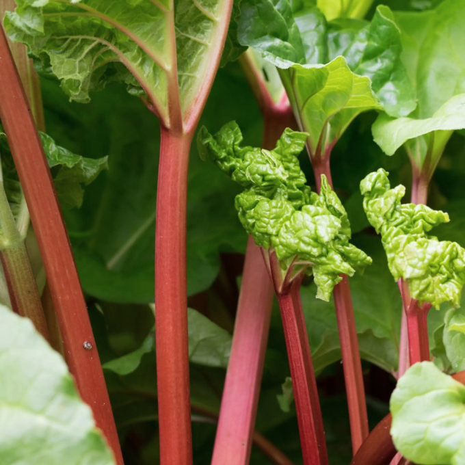 Vinrabarber