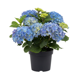 Hortensia (21 cm)