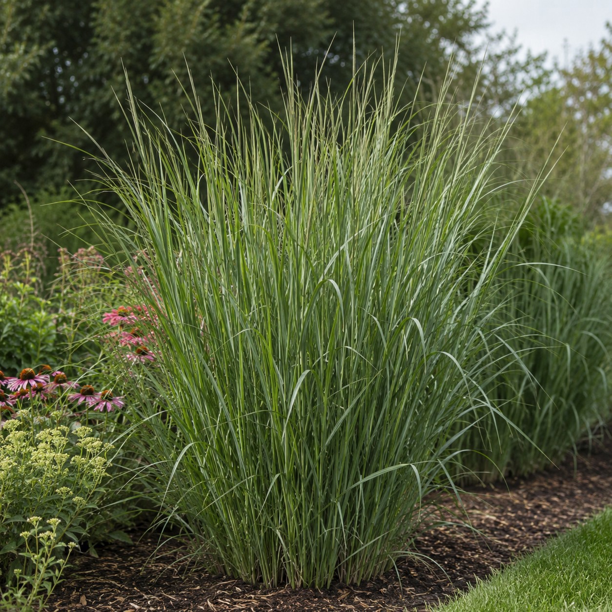 Staudehirse 'Northwind'