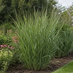 Staudehirse 'Northwind'