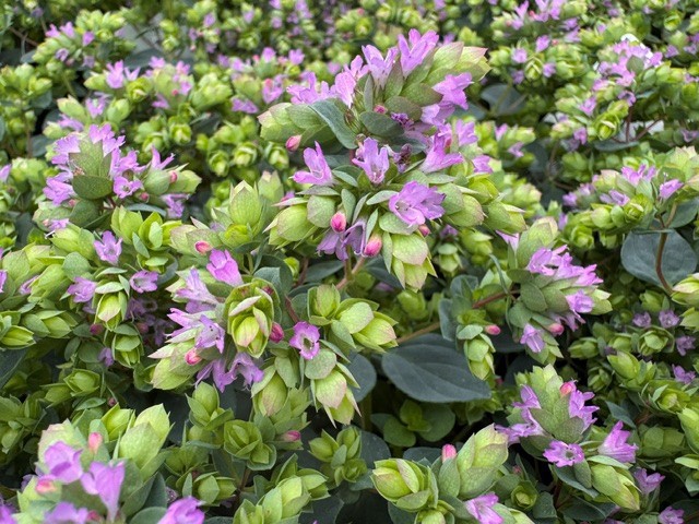 Pryd-oregano 'Deco Purple Pink'
