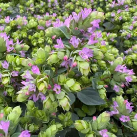 Pryd-oregano 'Deco Purple Pink'