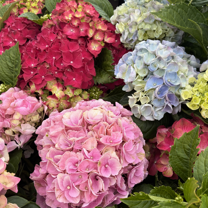 Havehortensia mix