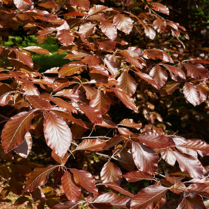 Rødbøg 'Purpurea'