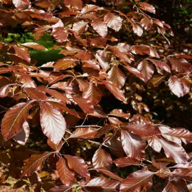 Rødbøg 'Purpurea'