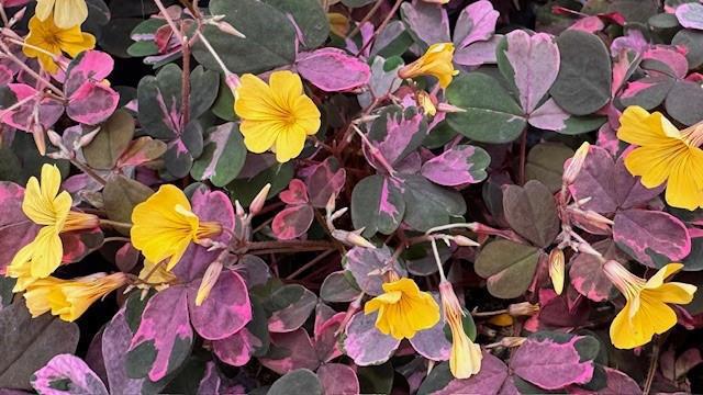 Skovsyre 'Crazy Plum'