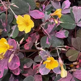 Skovsyre 'Crazy Plum'