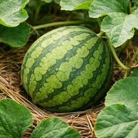 Vandmelon 'Sugar Baby' Økologisk