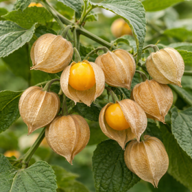 Ananaskirsebær 'Pruinosa' Økologisk