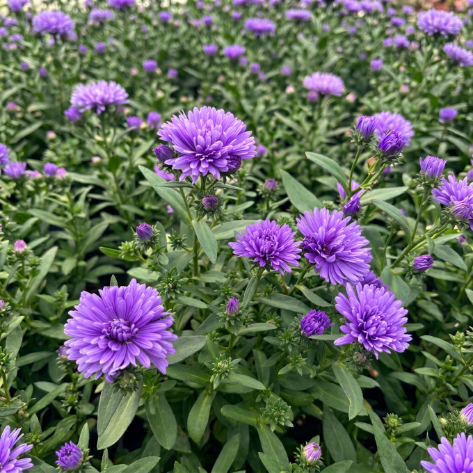 Høstasters ‘Wilma’