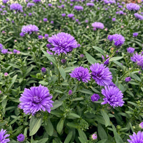 Høstasters ‘Wilma’