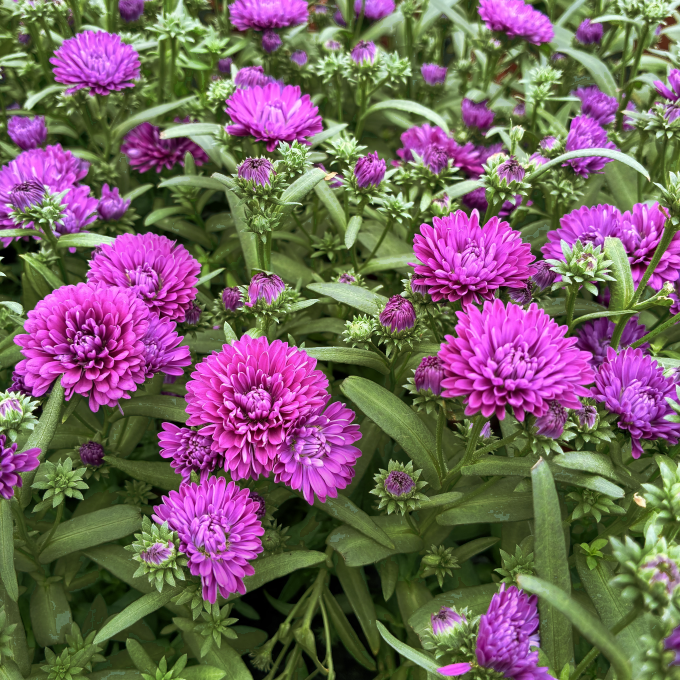 Høstasters ‘Wilma Pink’