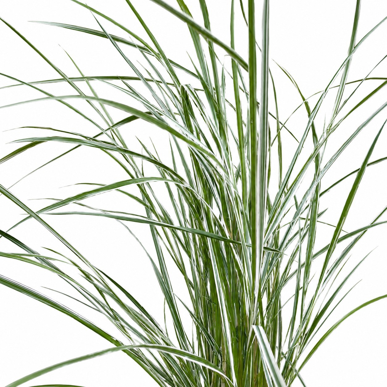 Rørhvene 'Overdam'