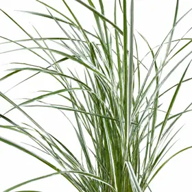 Rørhvene 'Overdam'