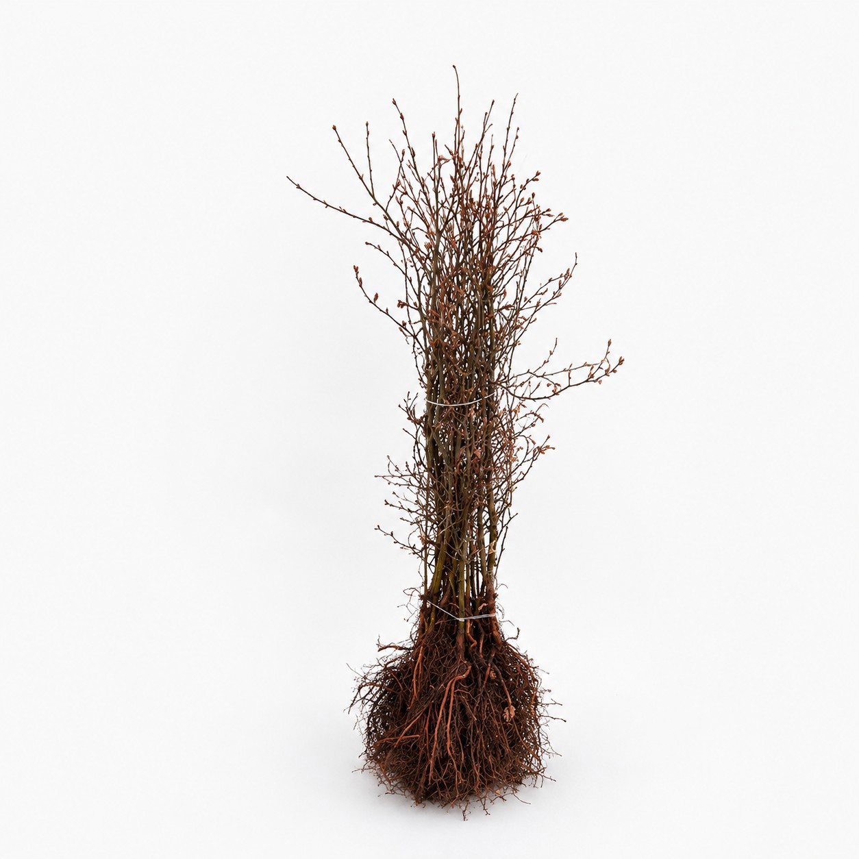 Bøg 50-80 cm