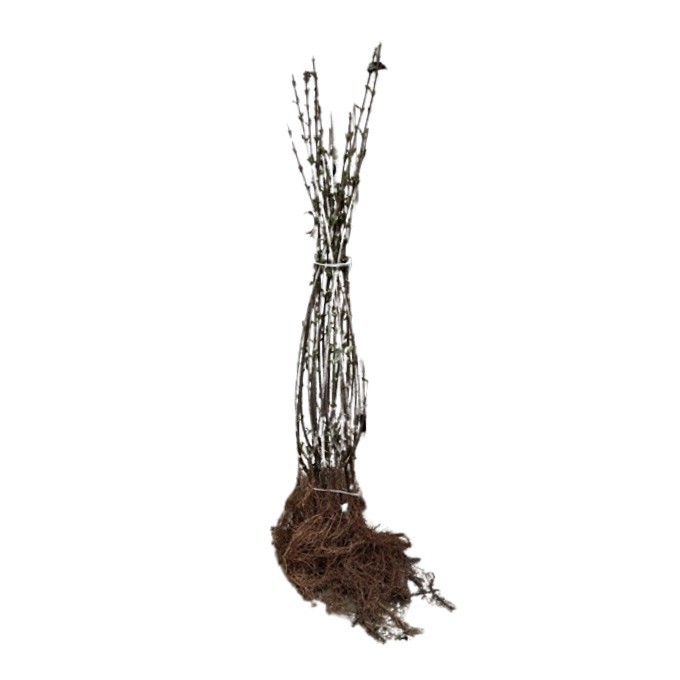 Liguster 'Liga' 50-80 cm