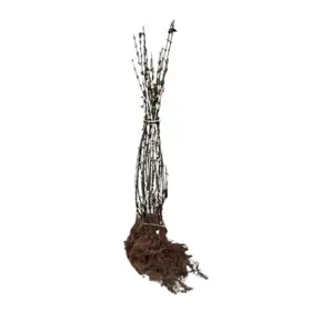 Liguster 'Liga' 50-80 cm