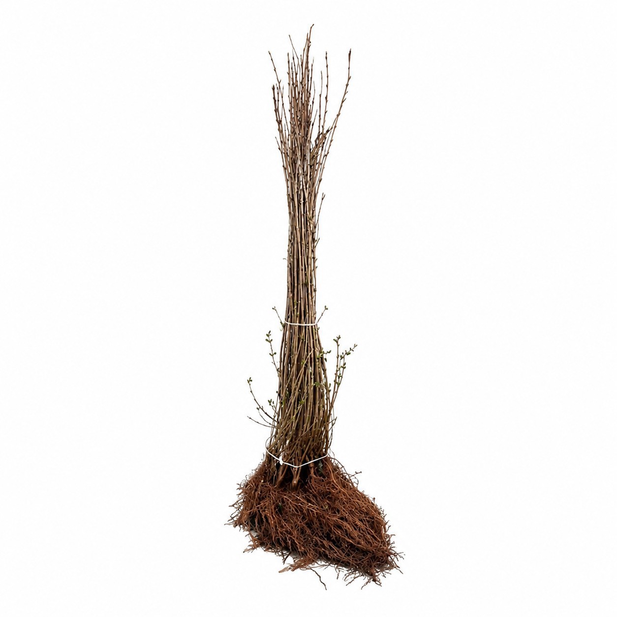 Liguster 'Liga' 80-120 cm