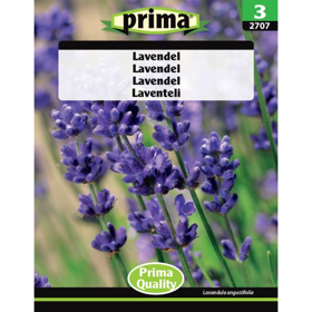 Lavendel