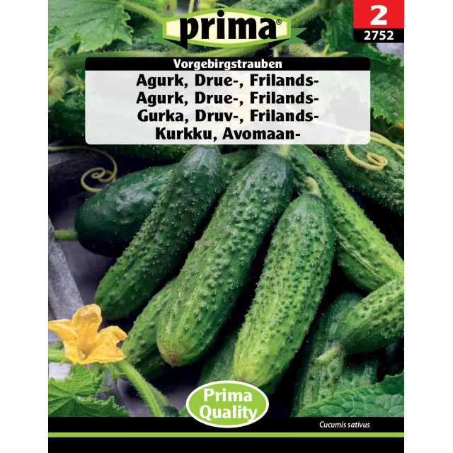 Drueagurk 'Vorgebirgstrauben'