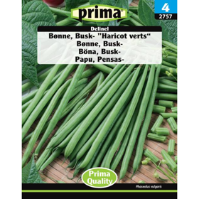 Haricot Verts Buskbønne 'Delinel'