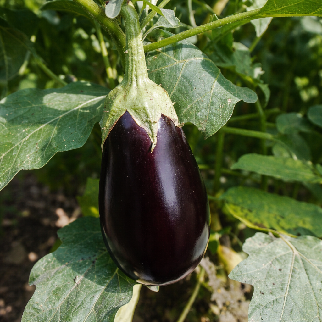 Aubergine 'Roma' Økologisk