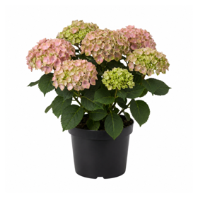 Hortensia ‘Magical’