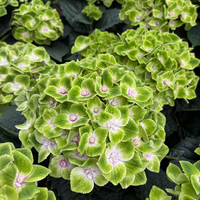 Hortensia ‘Magical’