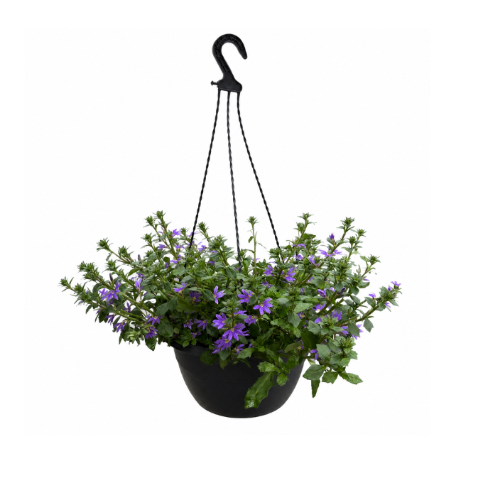 Sommerblomster i ampel