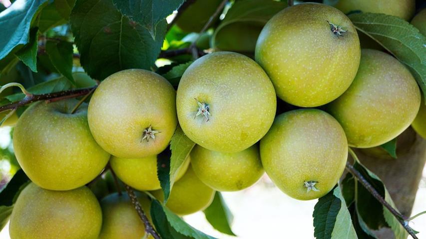 Æbletræ 'Grøn Ananas'
