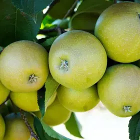 Æbletræ 'Grøn Ananas'