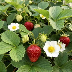 Jordbærplante 'Ostara'