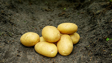 Læggekartoffel 'Sava' 10 kg