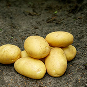 Læggekartoffel 'Sava' 10 kg