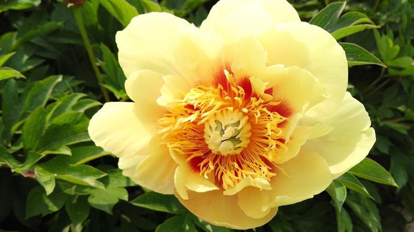 Pæon 'Prairie Charm'